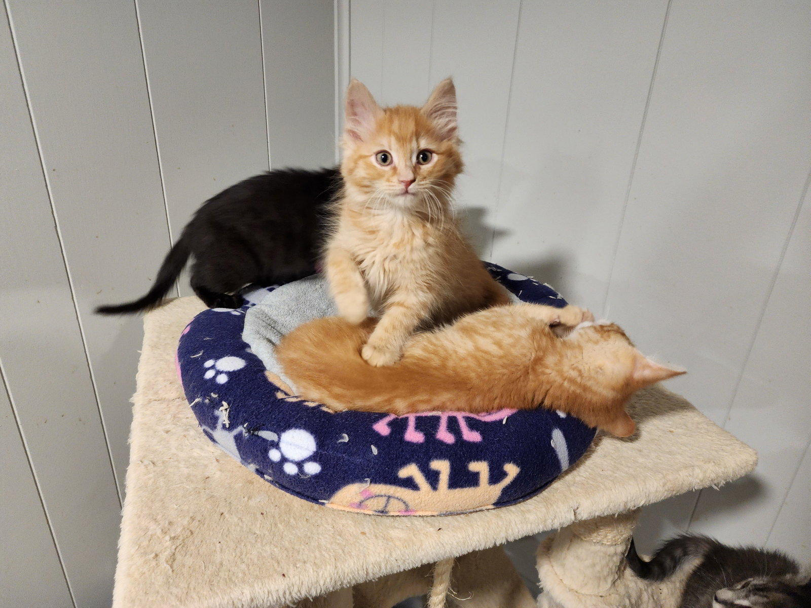 Ollie  Domestic Long Hair (long coat) Male