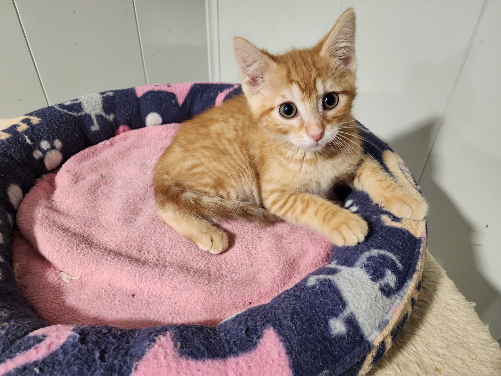 Owen  Domestic Short Hair (short coat) Male