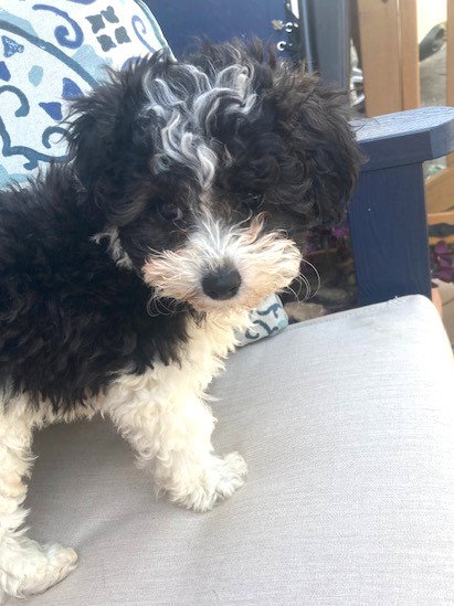 Minnie Small Poodle (Miniature) (medium coat) Female