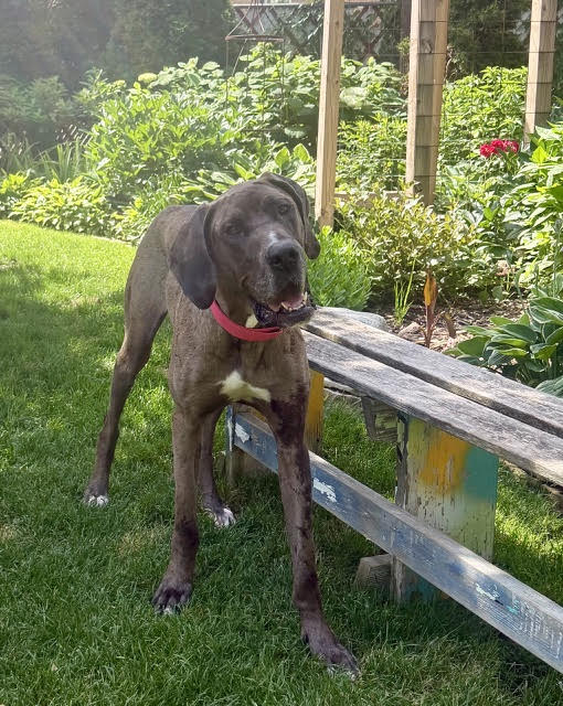 Charlie X-Large Great Dane (short coat) Female