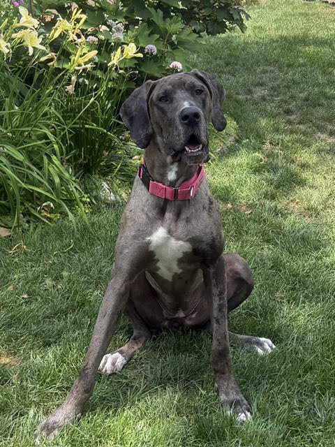 Charlie X-Large Great Dane (short coat) Female