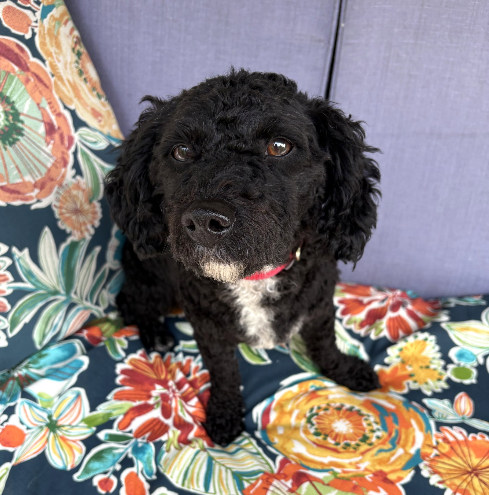 Taco Small Maltese / Poodle (Miniature) (medium coat) Male