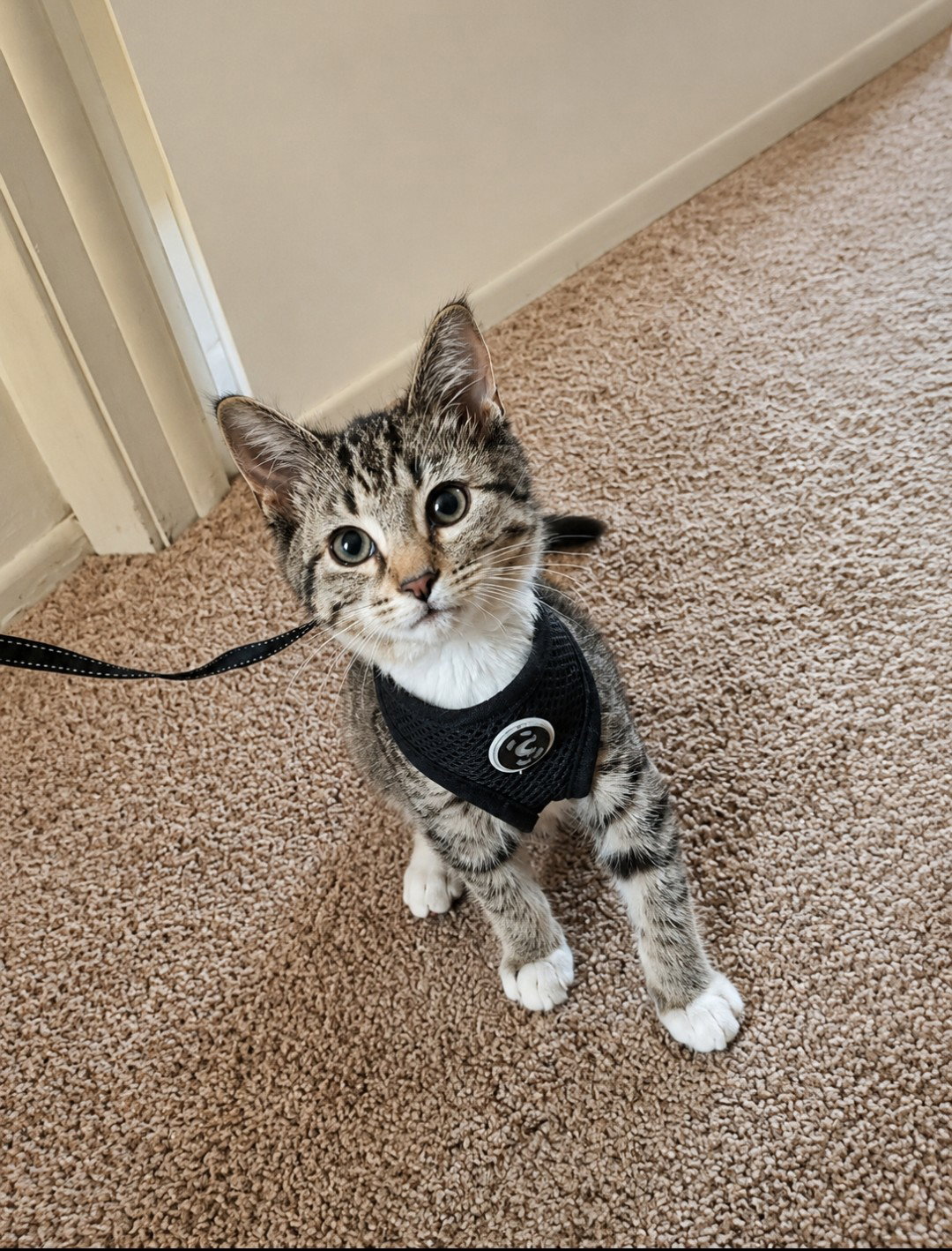 Milo  Domestic Short Hair (short coat) Male
