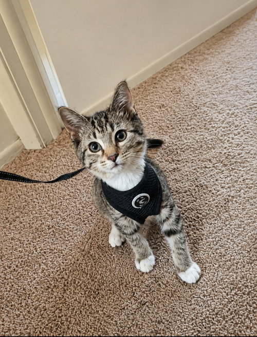 Milo, an adoptable Domestic Short Hair in Wheaton, IL