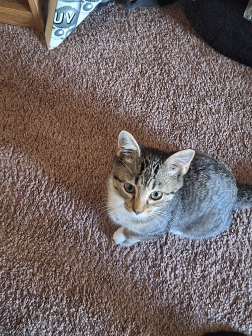 Milo photo 3