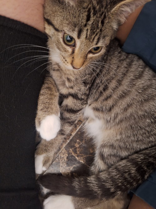Milo photo 4