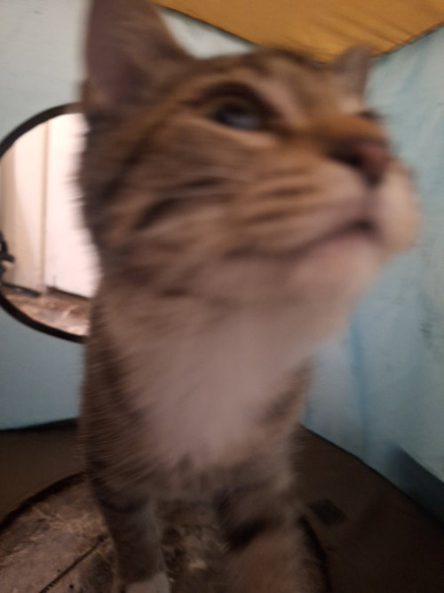 Milo photo 6