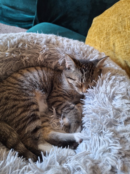 Milo photo 7