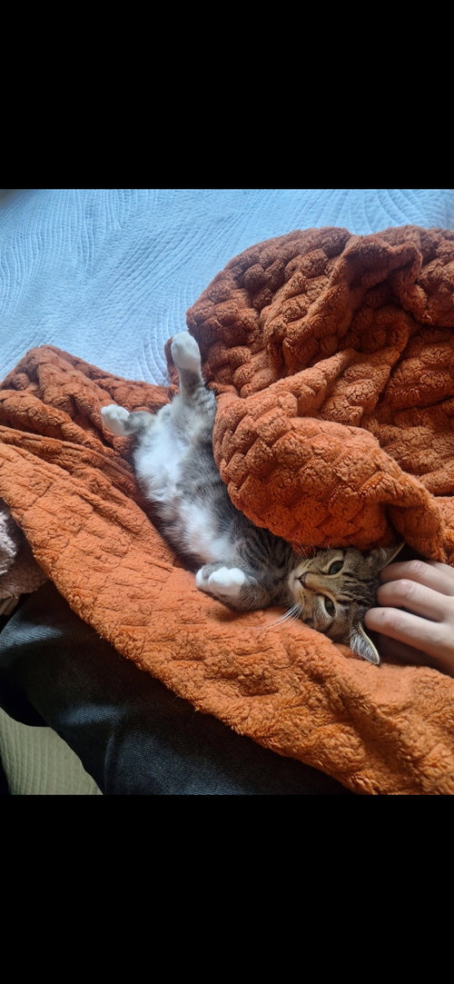 Milo photo 10