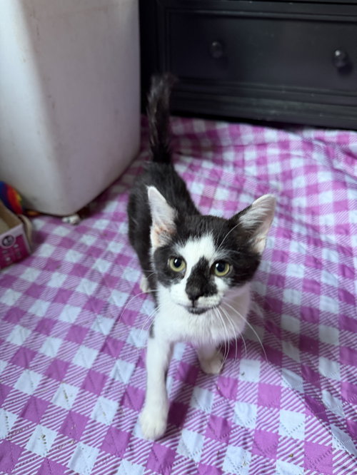 Inkblot, Baby Domestic Short Hair (short coat), cat for adoption in Cicero, Illinois