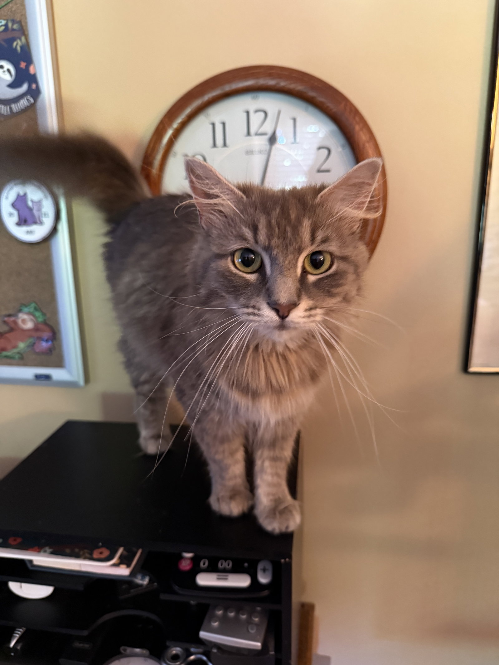 Skyler  Domestic Long Hair (long coat) Female