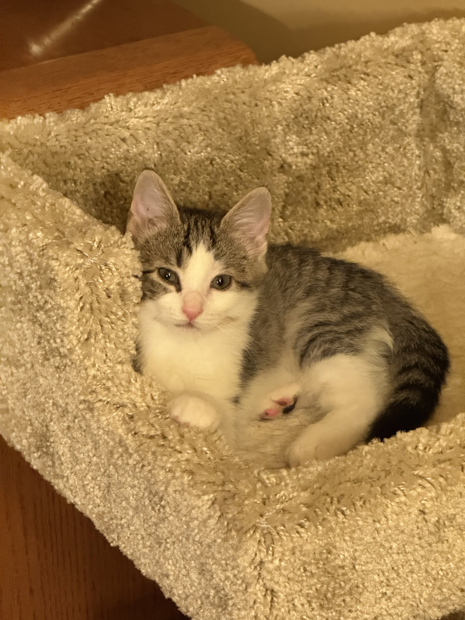 Misty  Domestic Short Hair (short coat) Female