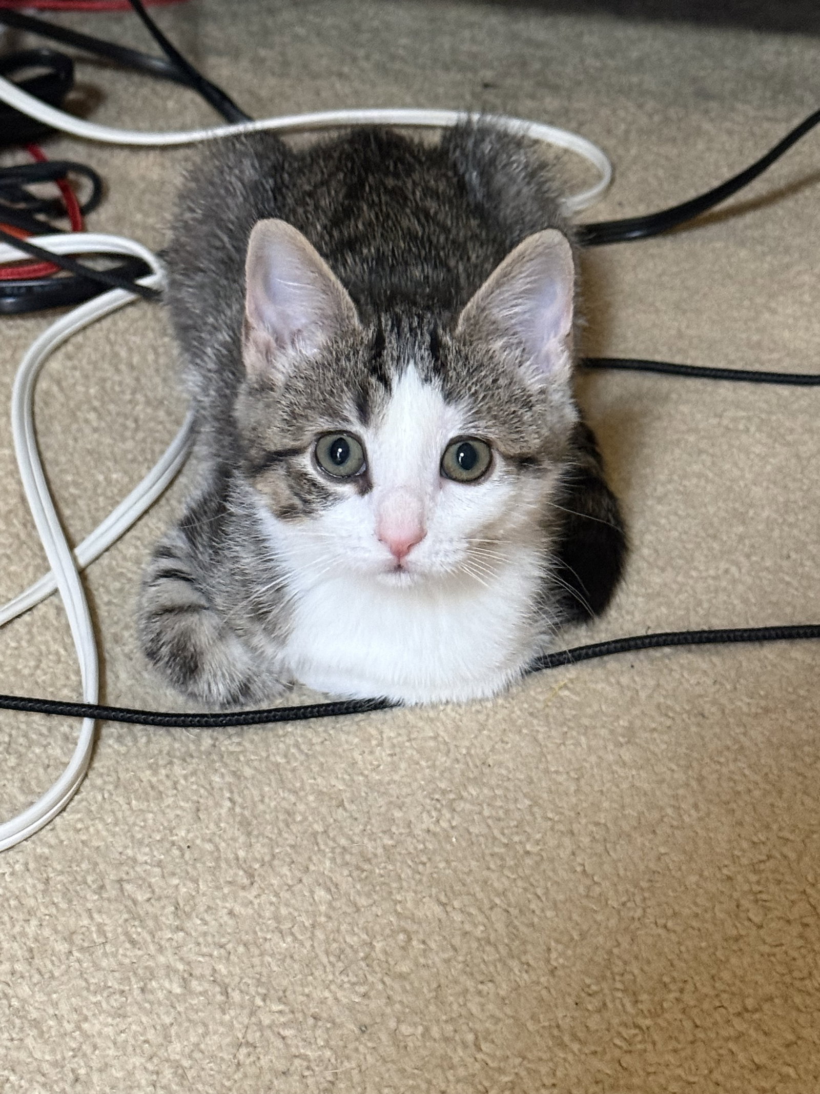 Misty  Domestic Short Hair (short coat) Female