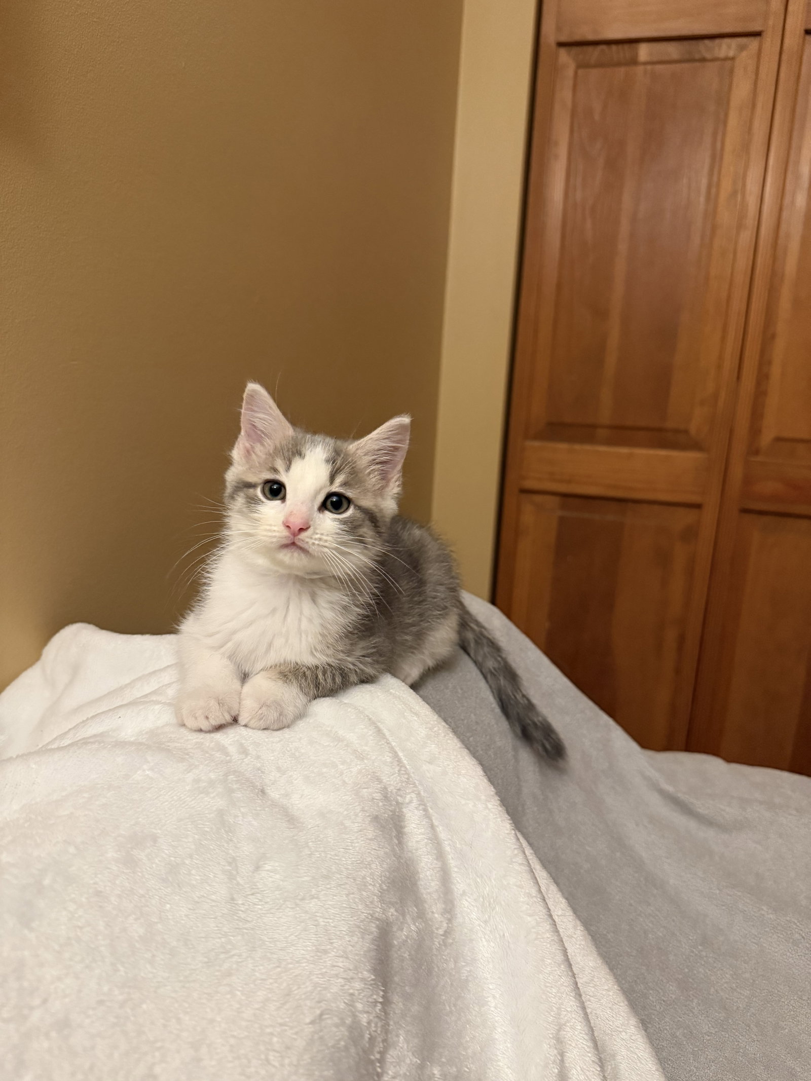 Cloud  Domestic Short Hair (short coat) Male