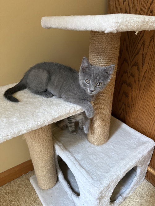 Rain, an adoptable Domestic Short Hair in Wheaton, IL