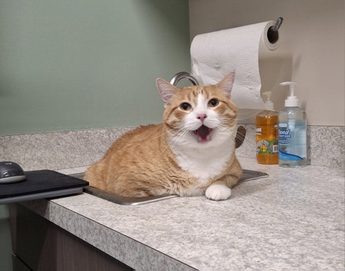 Colby, Adult Domestic Short Hair (short coat), cat for adoption in Wheaton, Illinois