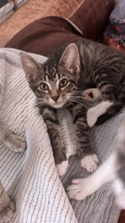 Edward  Domestic Short Hair (short coat) Male