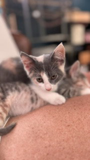 Judith  Domestic Short Hair (short coat) Female
