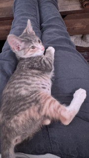Anita  Domestic Short Hair (short coat) Female