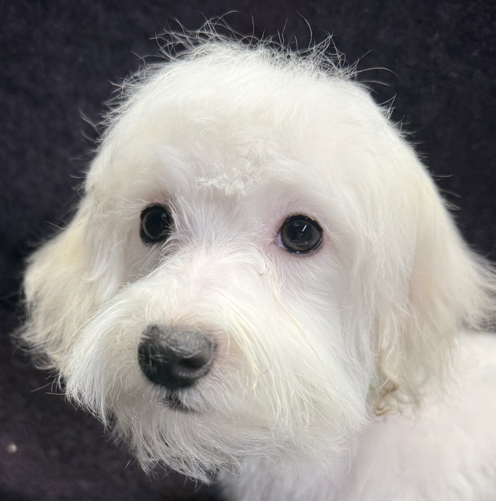 Benson Small Maltese / Poodle (Miniature) (medium coat) Male