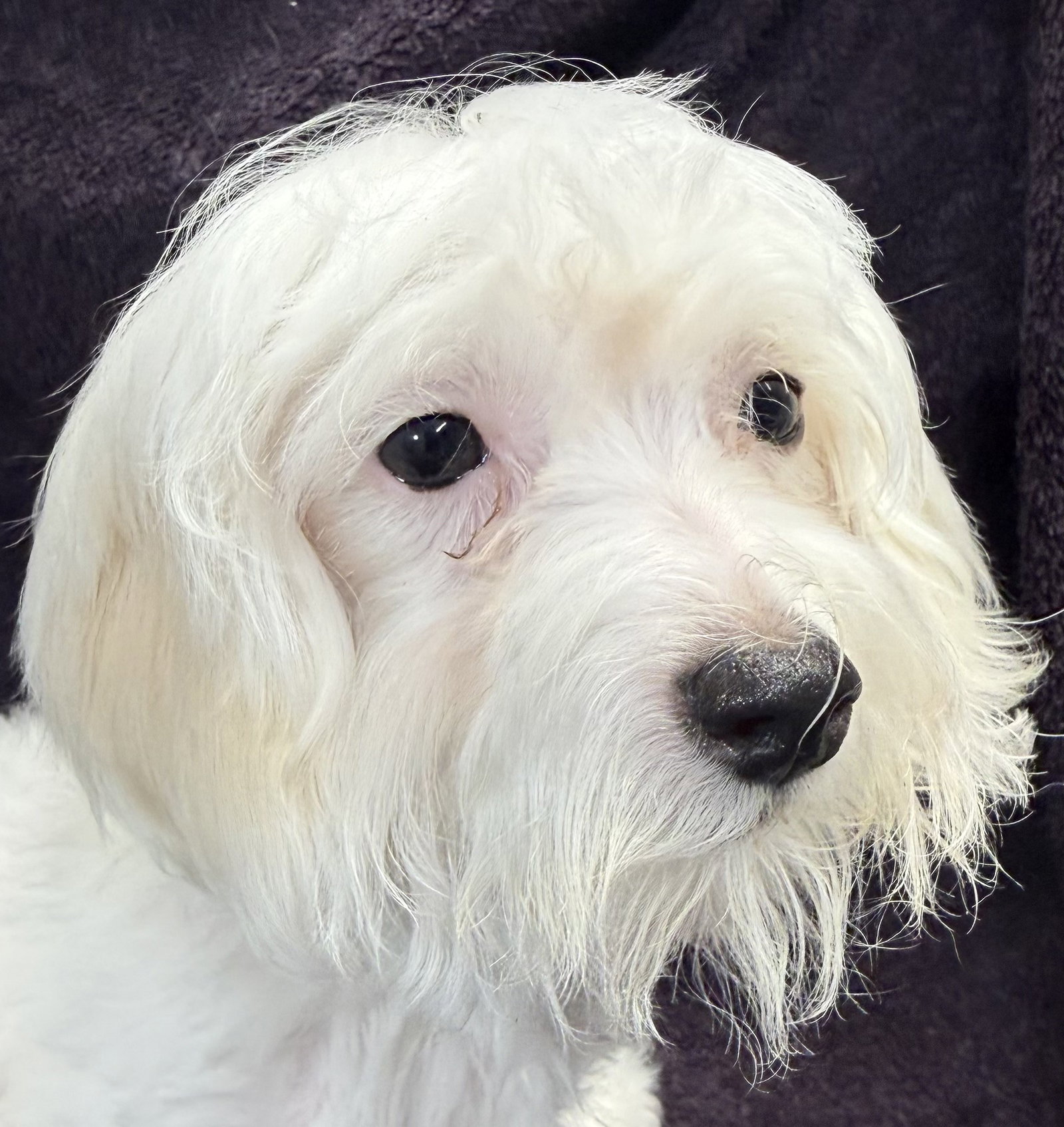 Austin Small Maltese / Poodle (Miniature) (medium coat) Male