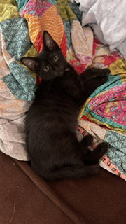 Blaine  Domestic Short Hair (short coat) Male
