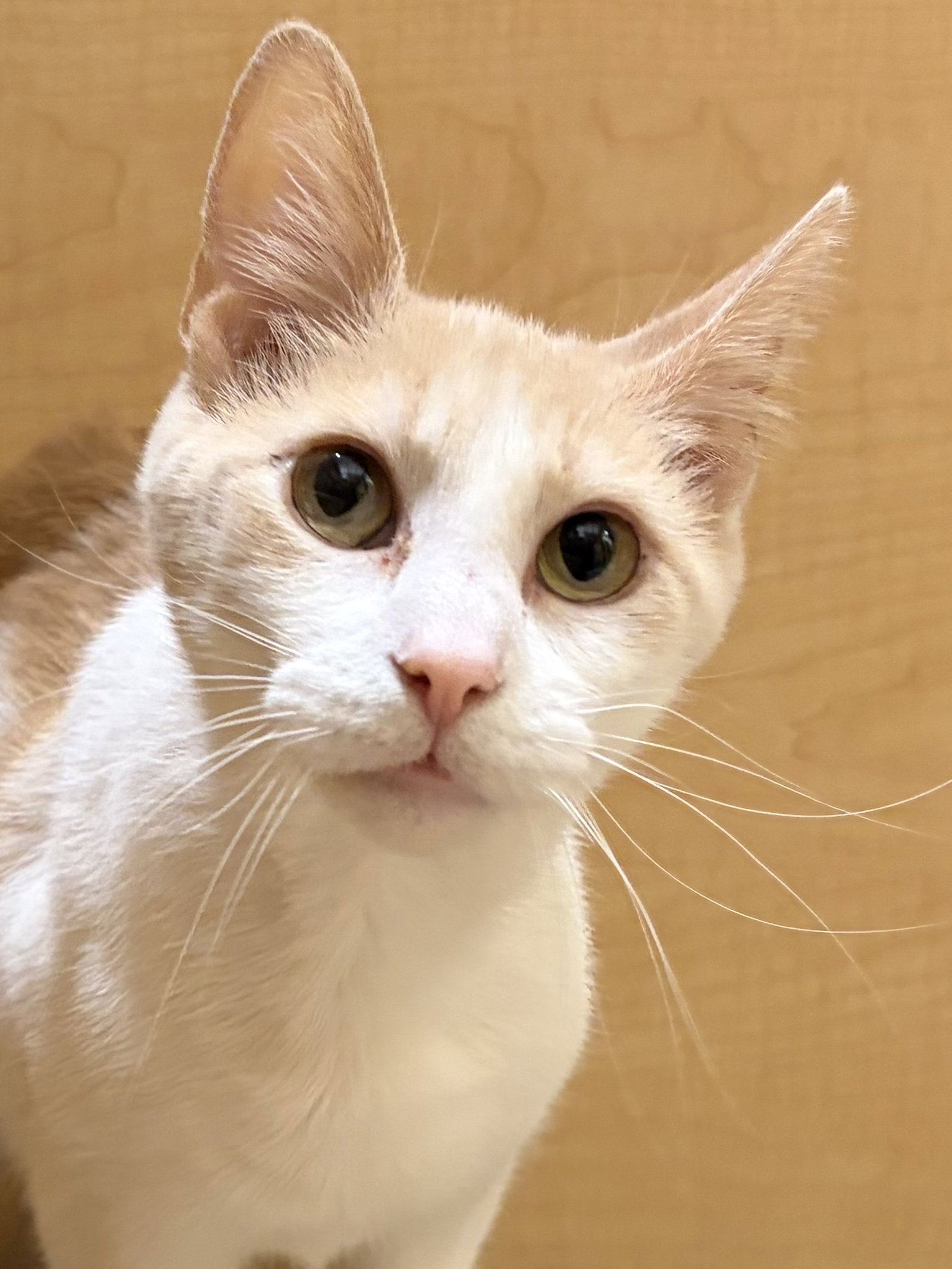 Maeve  Domestic Short Hair (short coat) Female