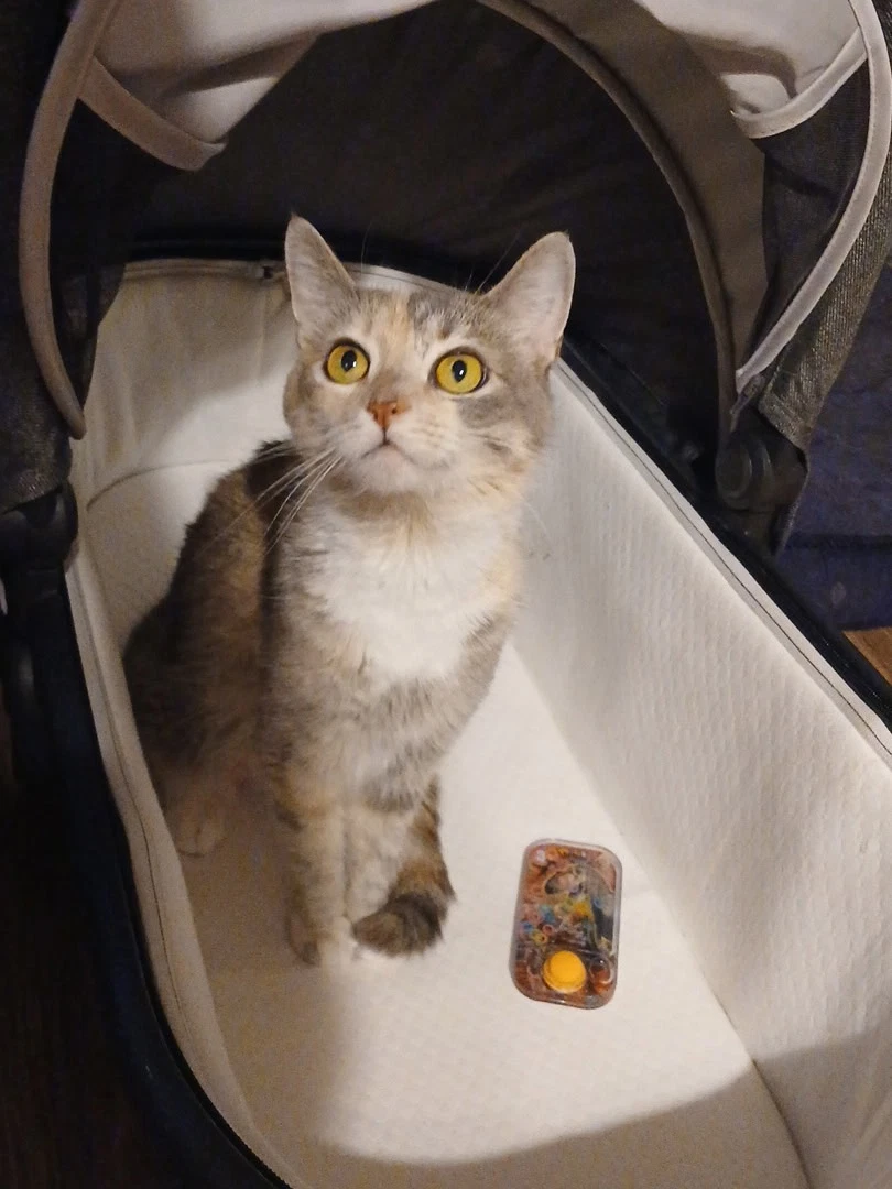 Kitty Witty