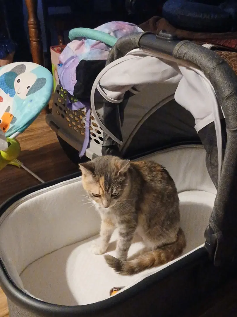 Kitty Witty image 3