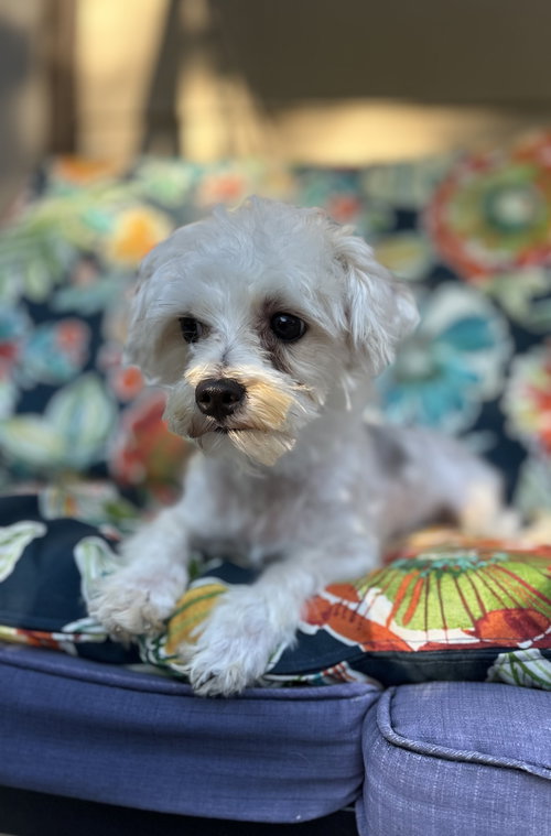 Patches