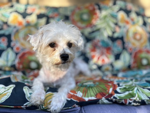 Patches photo 2