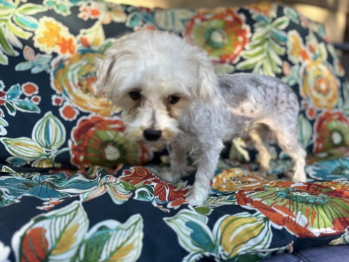 Patches photo 3