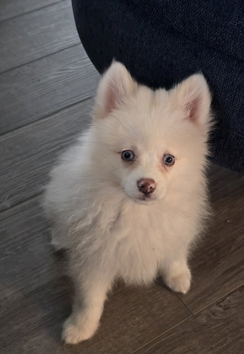 Aspen