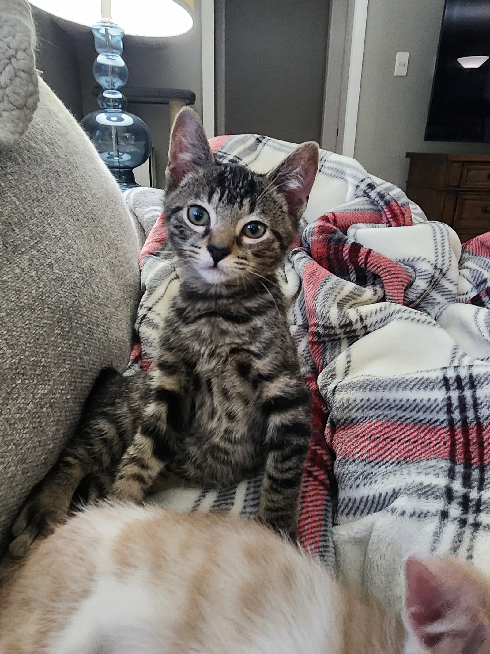 Pratt  Domestic Short Hair (short coat) Male