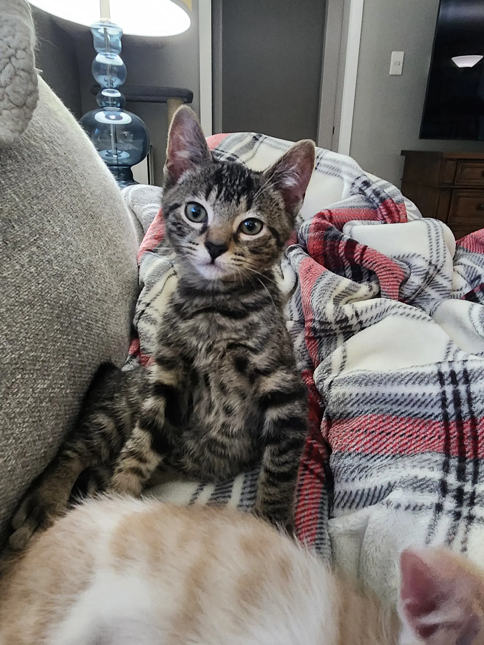 Pratt - Domestic Short Hair