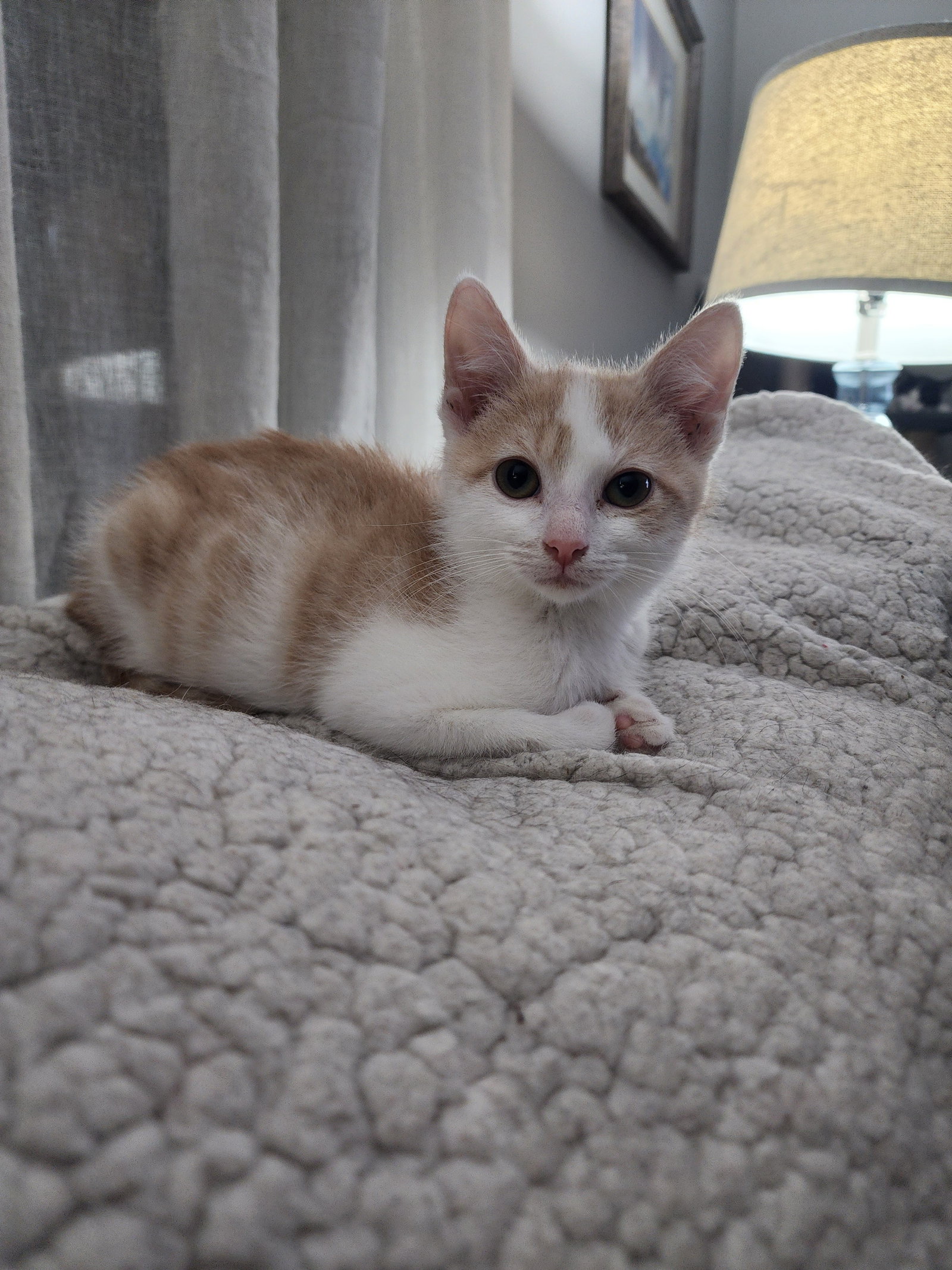 Pita  Domestic Short Hair (short coat) Male