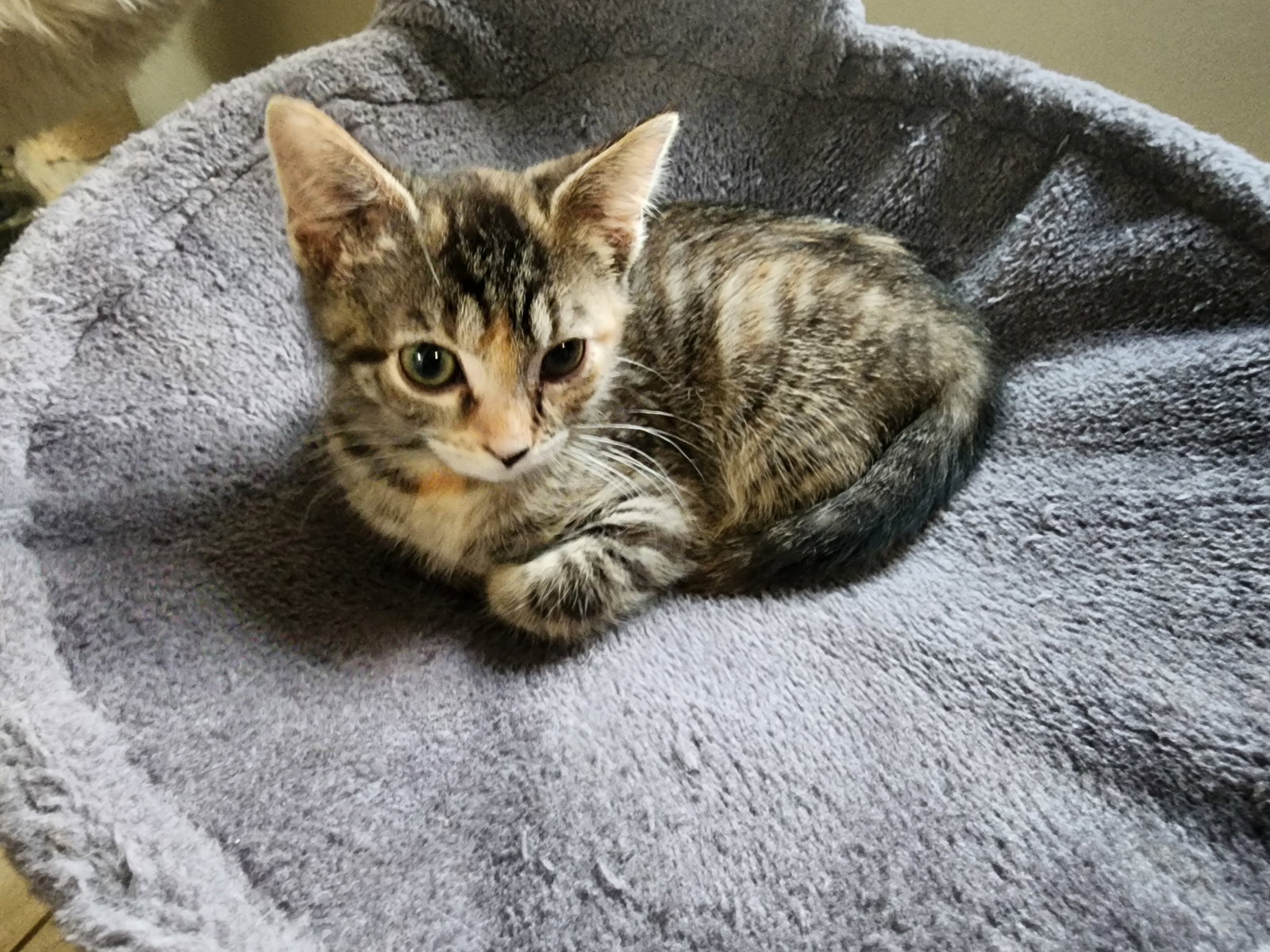 Paige  Domestic Short Hair (short coat) Female