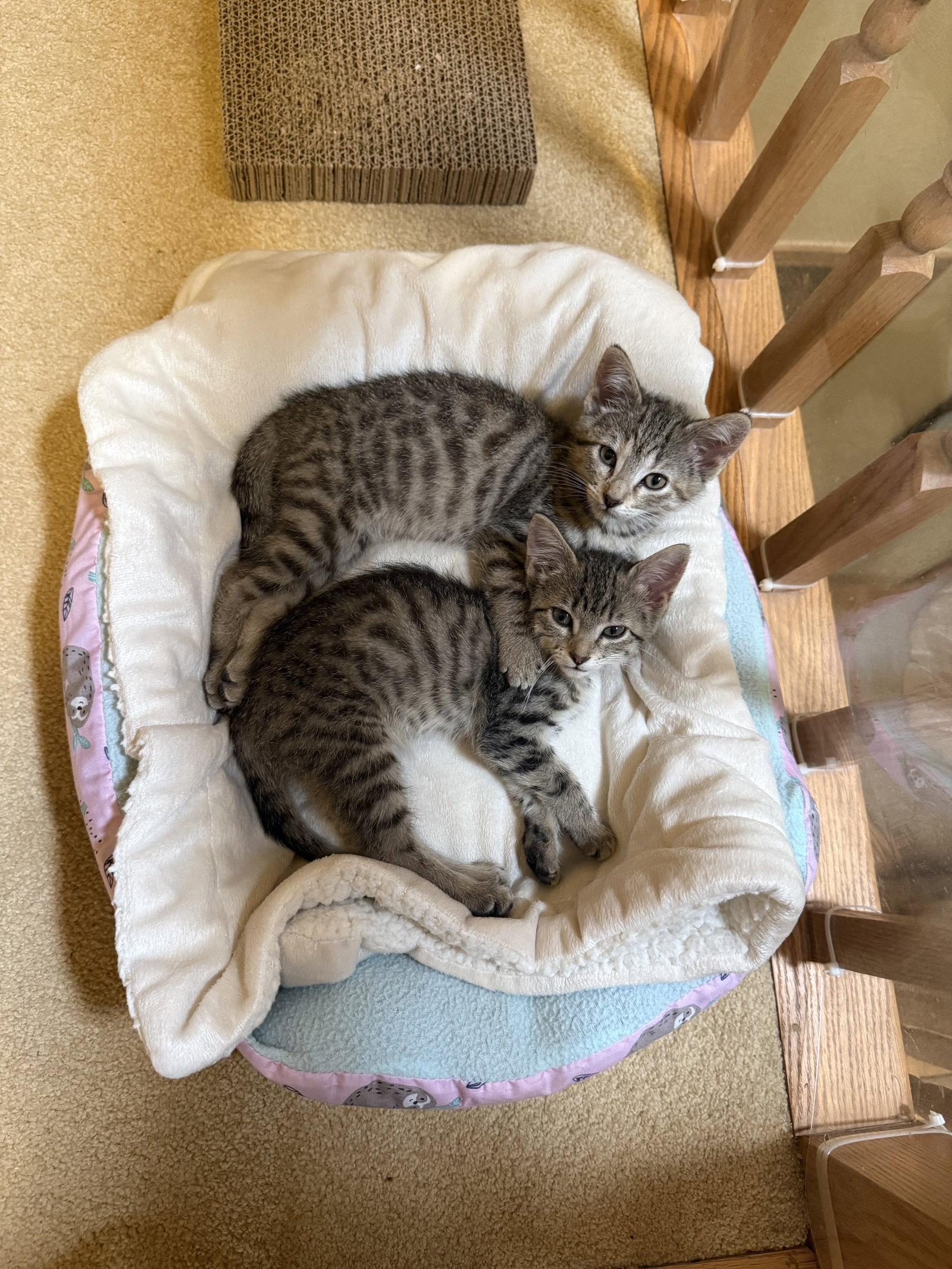 McKinley and McKenzie (bonded sisters)  Domestic Short Hair (short coat) Female