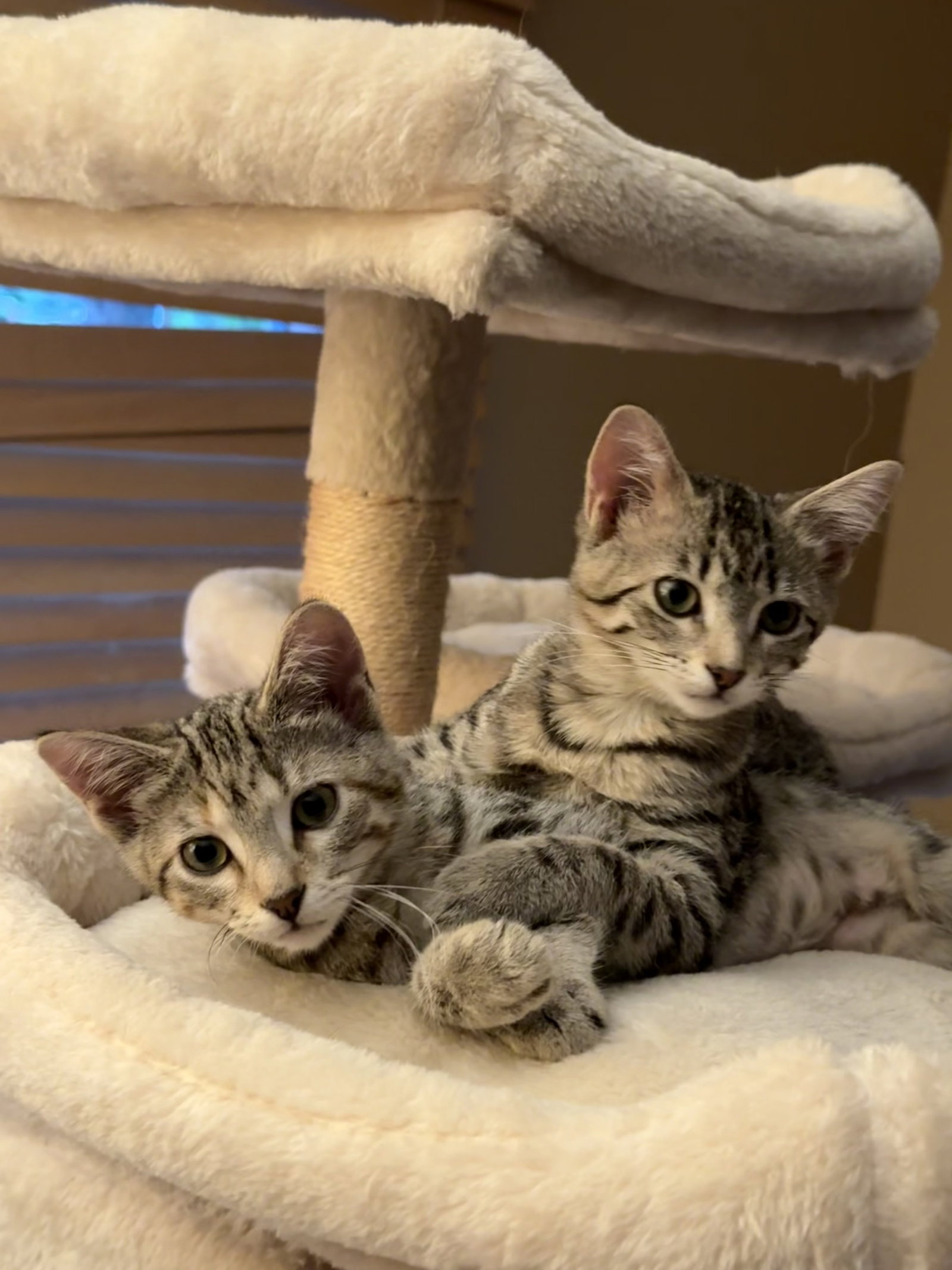 McKinley and McKenzie (bonded sisters)  Domestic Short Hair (short coat) Female