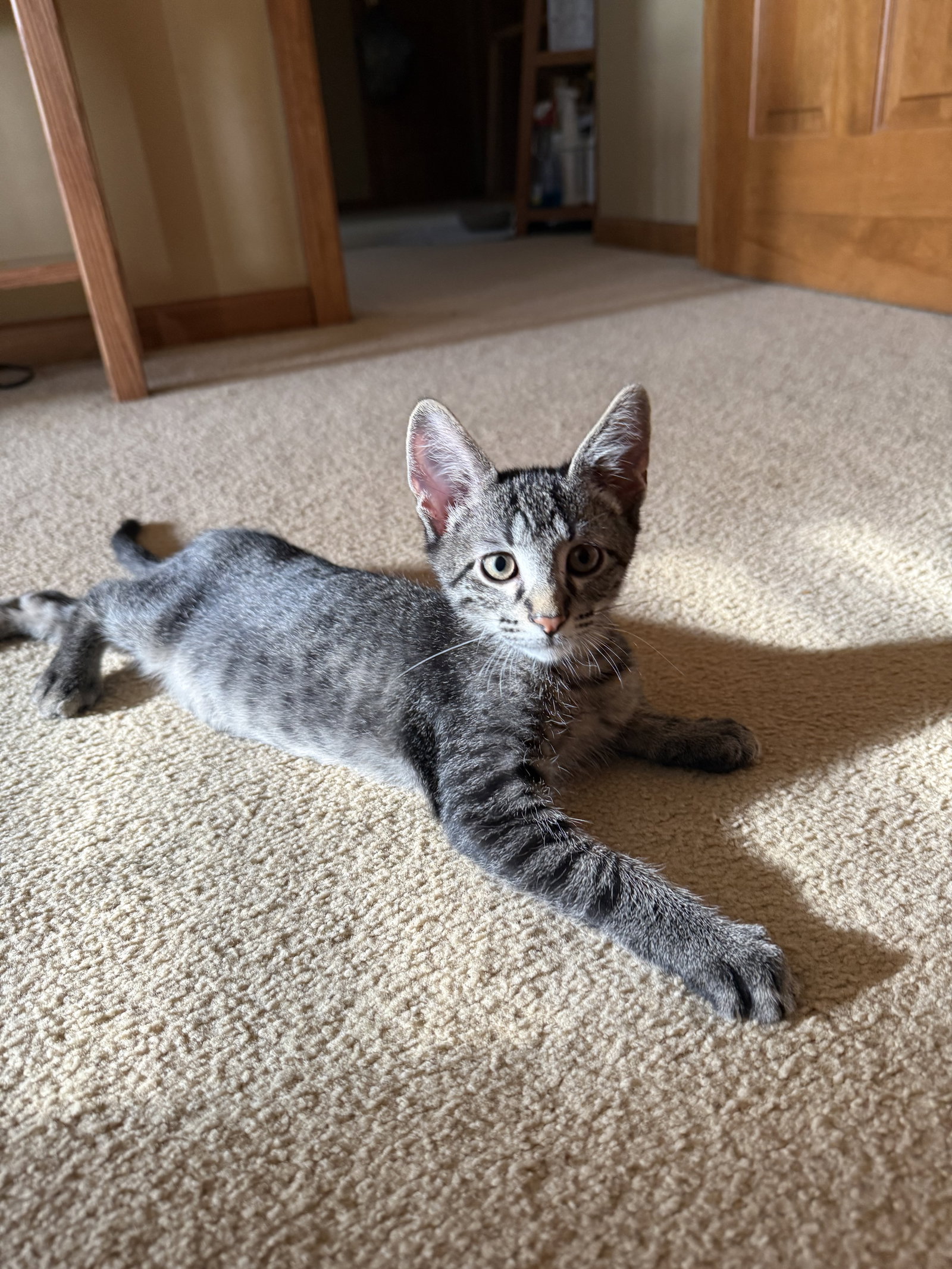 McKinley  Domestic Short Hair (short coat) Female