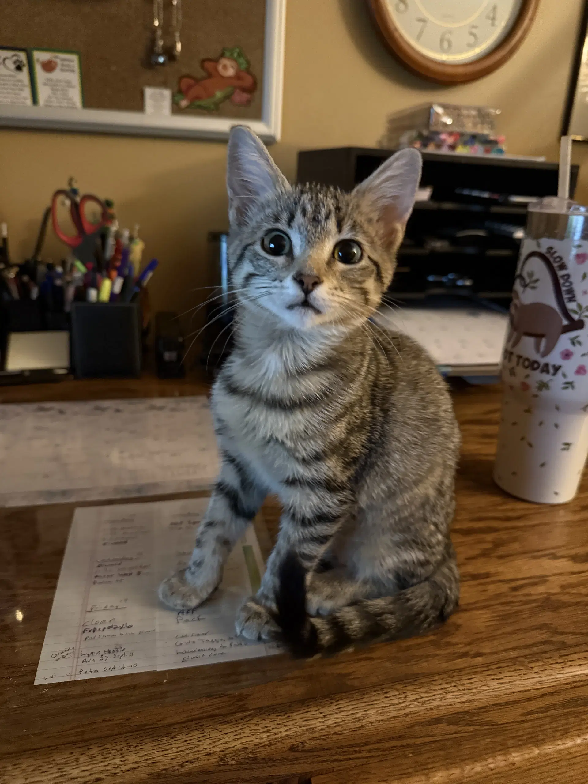 Mckenzie - Domestic Short Hair