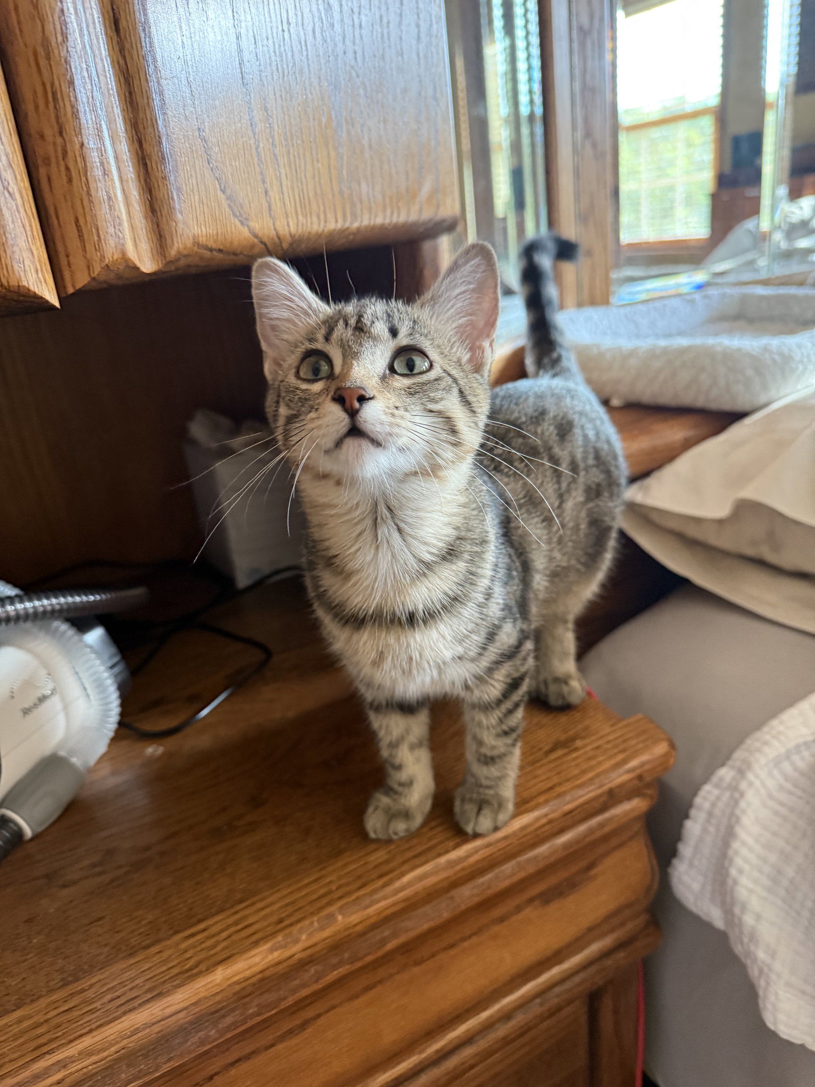 McKenzie  Domestic Short Hair (short coat) Female