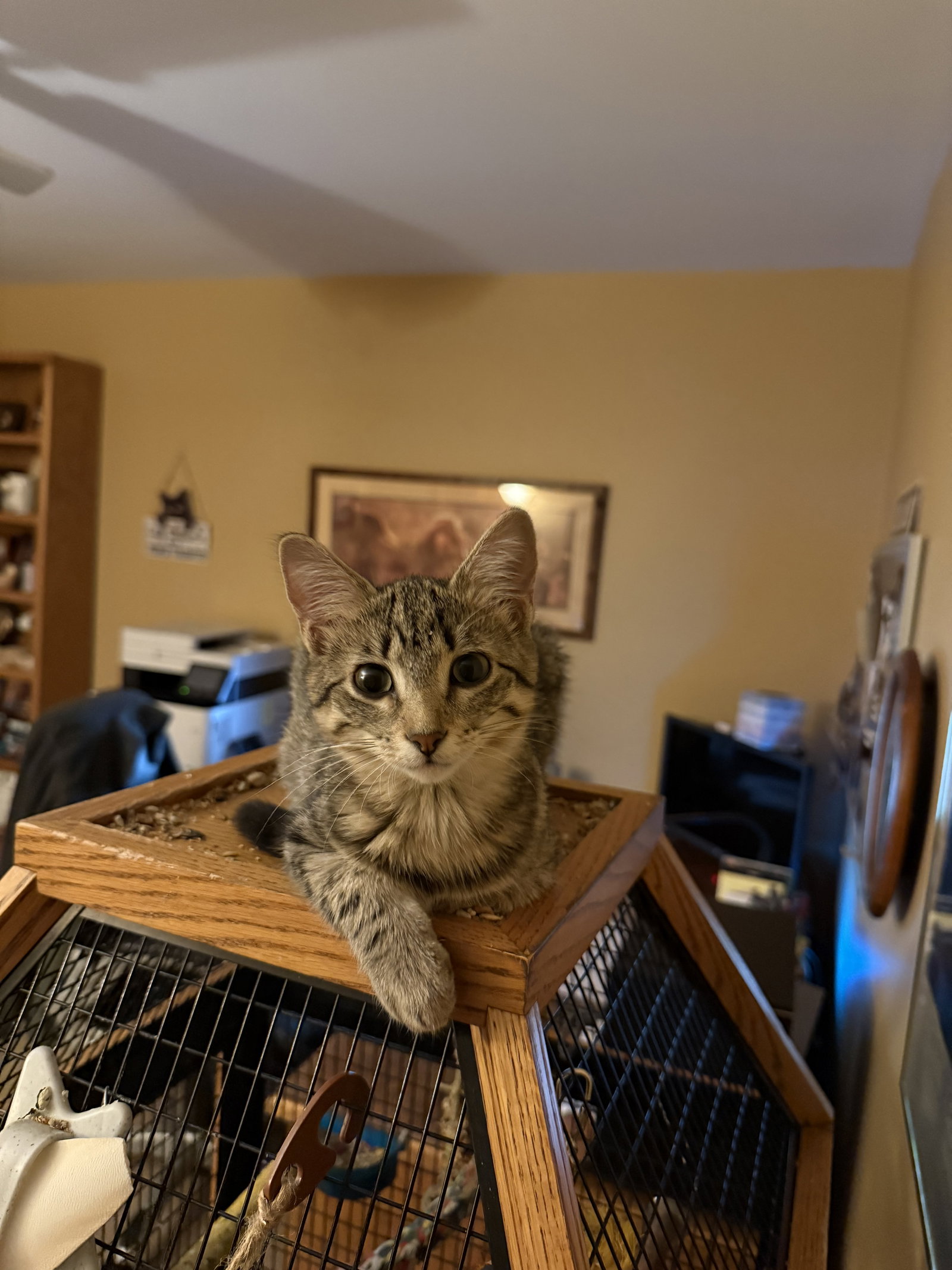 McKenzie  Domestic Short Hair (short coat) Female