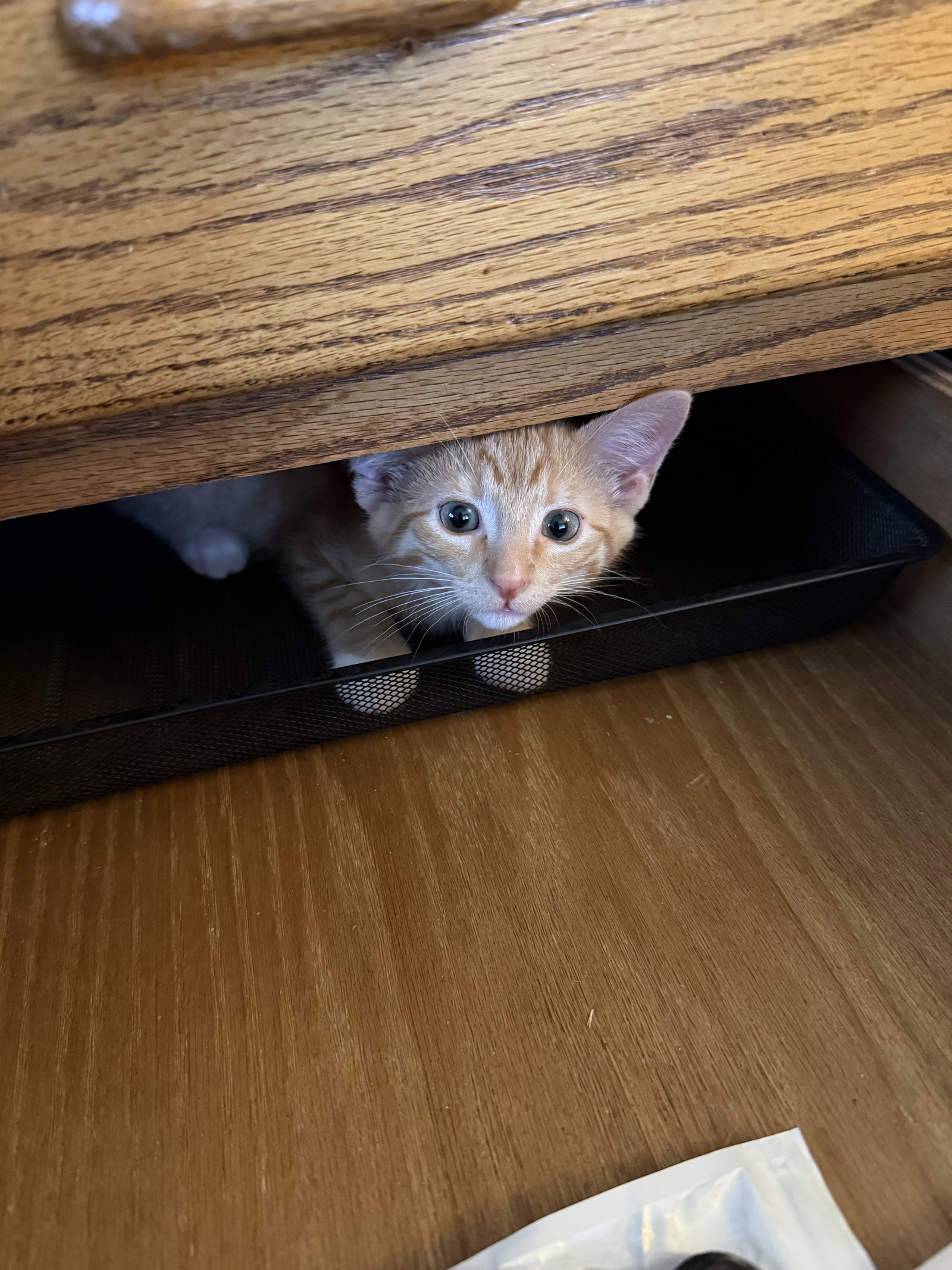 Mickey  Domestic Short Hair (short coat) Male