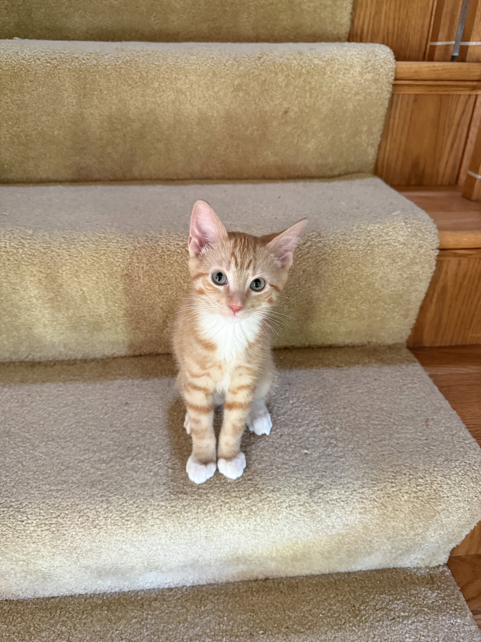 Mickey  Domestic Short Hair (short coat) Male