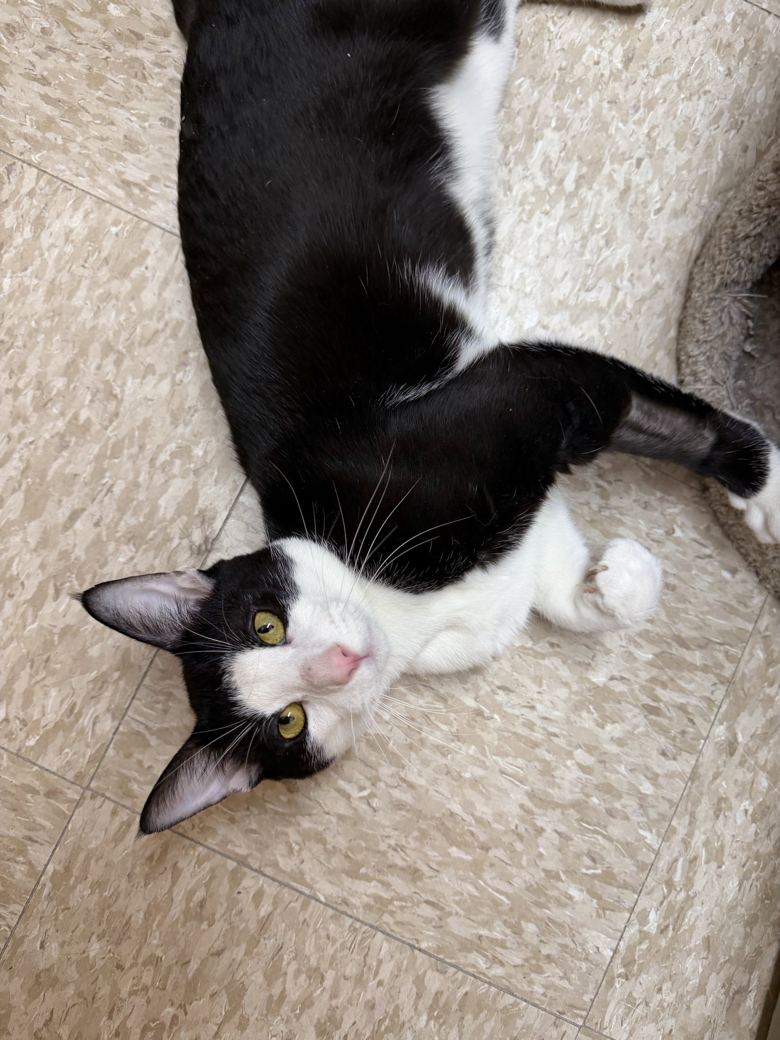 Thing 1  Domestic Short Hair (short coat) Male