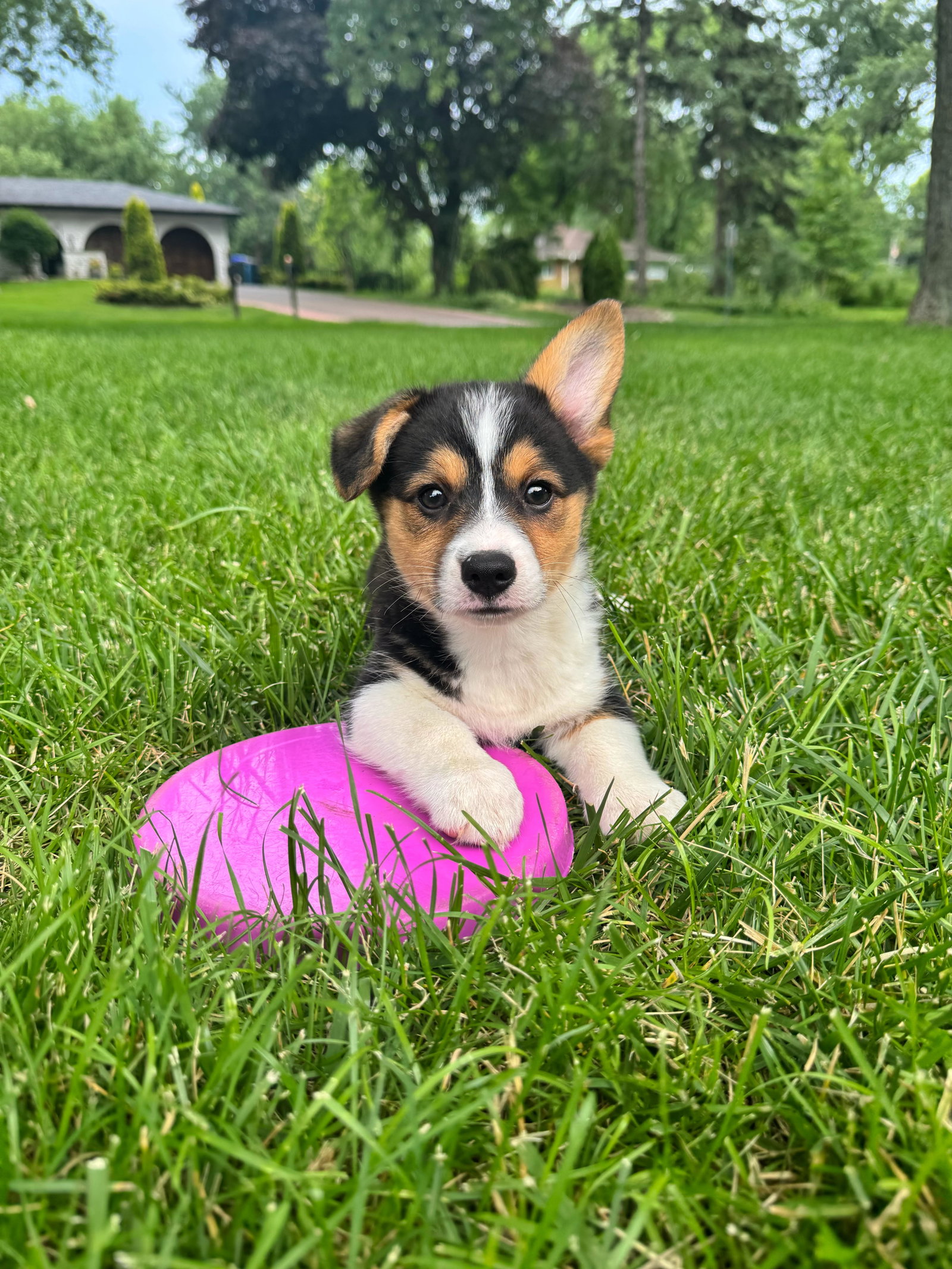 Archie Medium Corgi (medium coat) Male