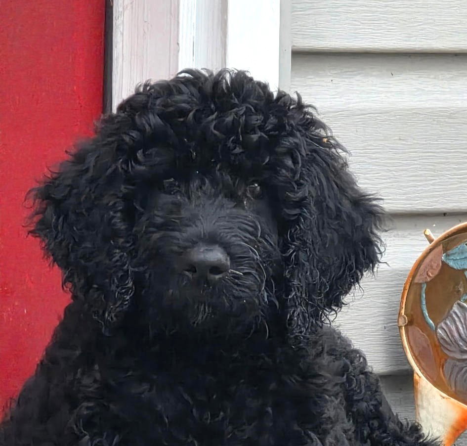 Nova X-Large Poodle (Standard) (medium coat) Female
