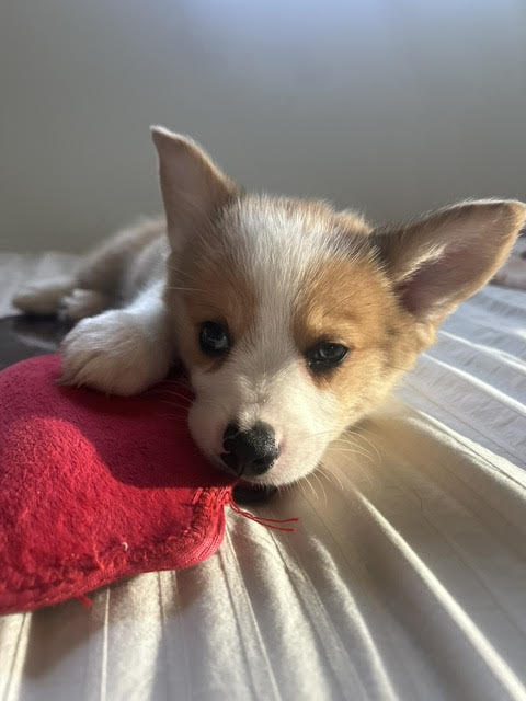 Whiskey Medium Corgi (short coat) Male