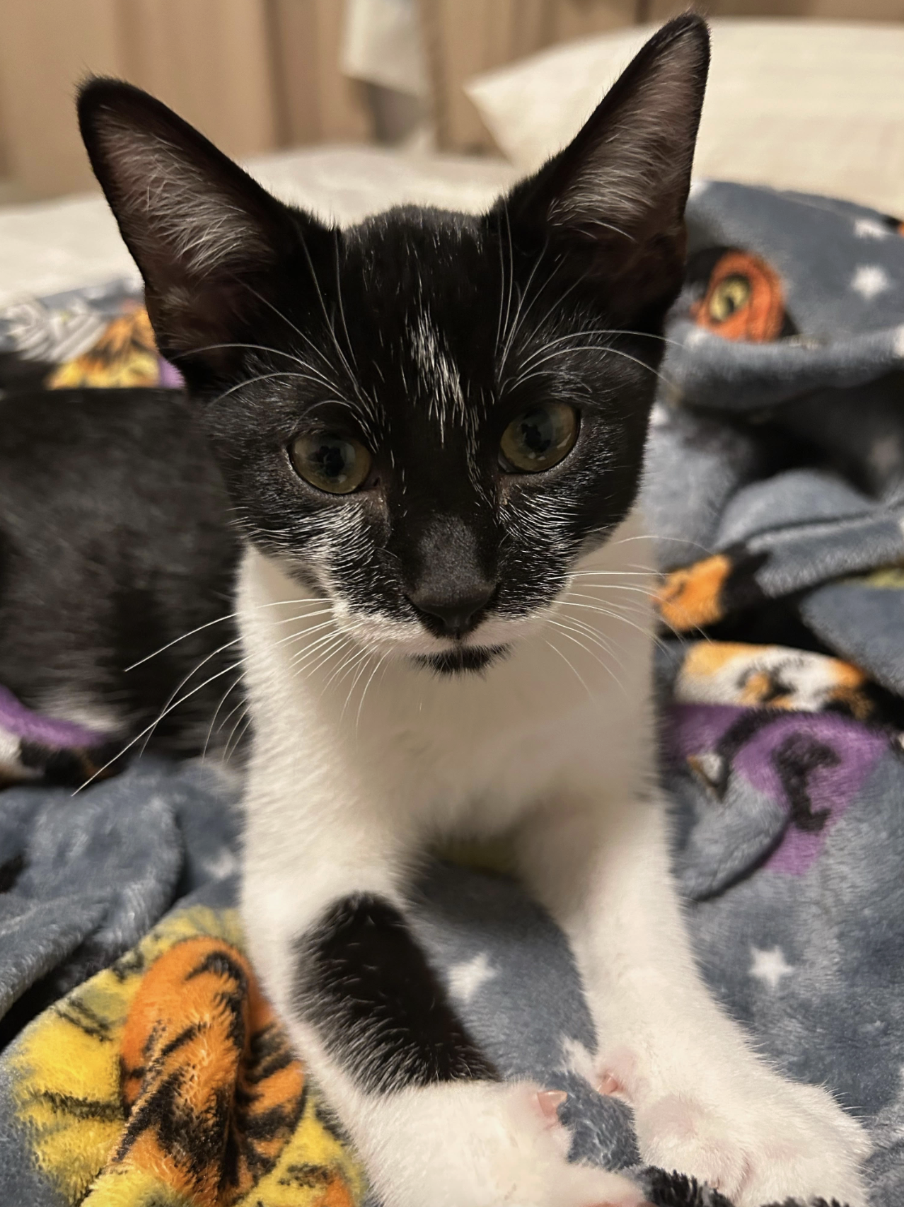Devon  Domestic Short Hair (short coat) Male